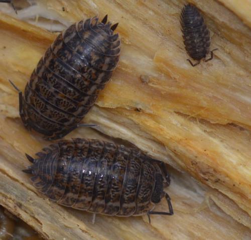 Réf. 253 689 : Trachelipus rathkii